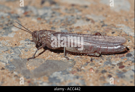 locust in Agrigent Sicily Italy Stock Photo