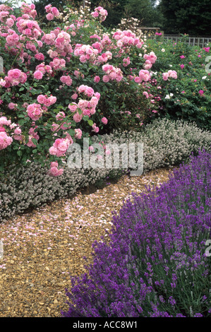 Lavandula angustifolia 'Princess Blue', 'Dwarf White', Rosa 'Lavender Lassie', lavender, fragrant garden plant, rose, garden Stock Photo