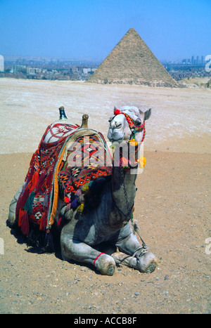 A camel relaxing near the pyramids in Egypt Stock Photo