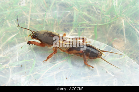 Mole cricket burrowing hi-res stock photography and images - Alamy