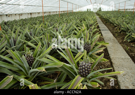 Greenhouse being used to cultivate pineapples on plantation on Sao Miguel island Azores Stock Photo