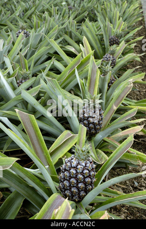 Greenhouse being used to cultivate pineapples on plantation on Sao Miguel island Azores Stock Photo