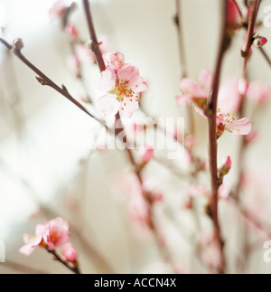 Peach flowers close-up. Stock Photo