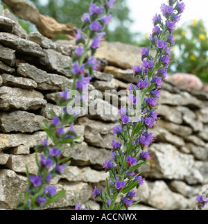 Stone wall with flowers in front of blue sky Stock Photo - Alamy