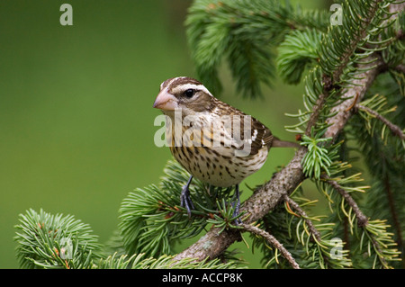 Female Rose-breasted Grosbeak Perched on Branch of Spruce Tree Stock Photo