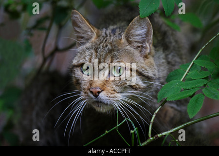 Wildkatze, Wild cat, Felis silvestris Stock Photo