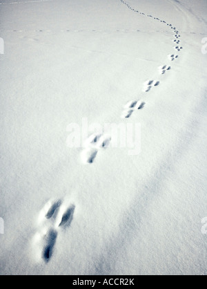 Hare tracks in snow. Stock Photo