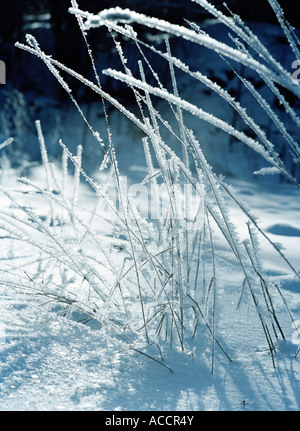 Plants covered in snow. Stock Photo