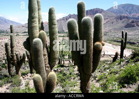 columnar cactus cacti south america countryside Stock Photo