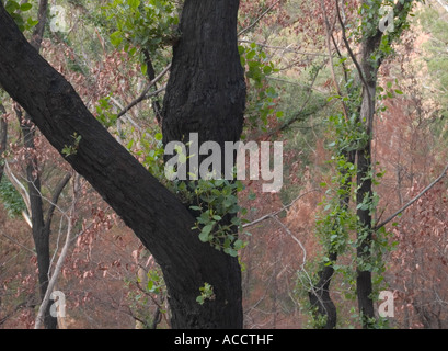 TRUNK OF FIRE DAMAGED TREE SHOWING RE GROWTH, HALLS GAP, THE GRAMPIANS NATIONAL  PARK, VICTORIA, AUSTRALIA. Stock Photo