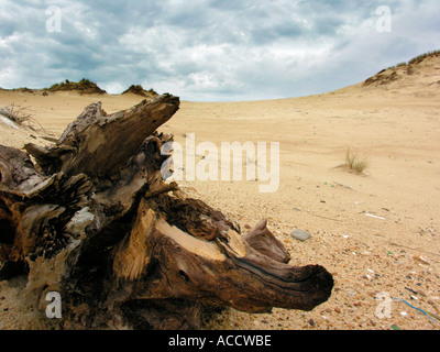 stranded tree trunk on dunes at the beach of Atlantic ocean in France Stock Photo