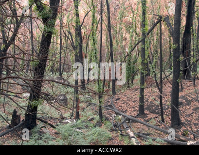 FIRE DAMAGED TREES SHOWING RE GROWTH,  HALLS GAP,  THE GRAMPIANS NATIONAL PARK, VICTORIA, AUSTRALIA, Stock Photo