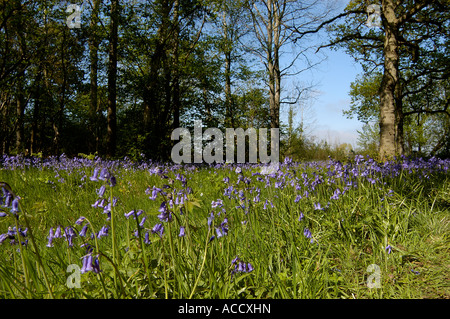 Bluebells in Foxley wood Norfolk UK Stock Photo