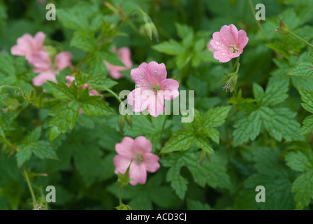 Geranium versicolor Geraniaceae Stock Photo