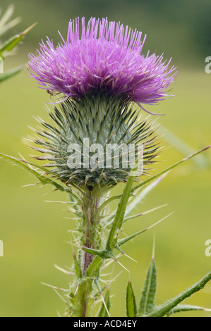 Spear Thistle Cirsium vulgare Stock Photo
