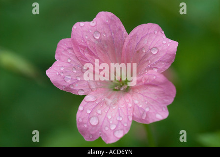 Geranium Veriscolor Geraniaceae Stock Photo