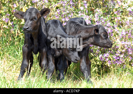 Rare triplet calves Stock Photo