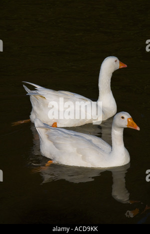 A Pair Of White Geese Swimming In a River Stock Photo