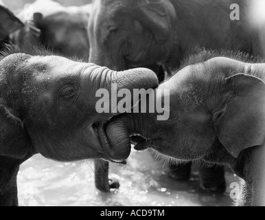 Two baby elephants playing in a lake BW. Stock Photo