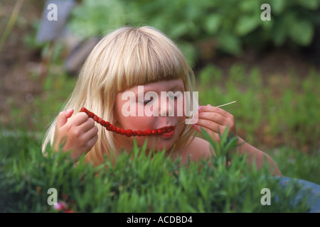 Symbol of Swedish summer is girl eating wild smultron berries off stalk of grass Stock Photo