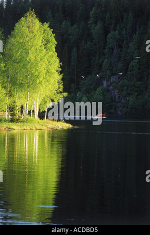 Low light hitting birch trees on island point in Sweden Stock Photo