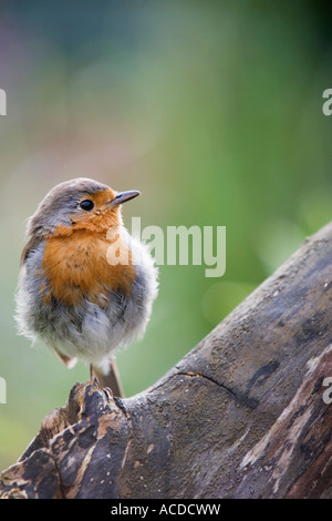 Robin redbreast standing on one leg on a tree stump in an English country garden Stock Photo