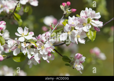 Apple blossom, Hardanger, Hordaland, Norway Stock Photo