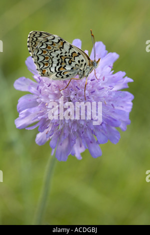 Marbled White drinking honey on Small Scabious, Drôme, France Stock Photo