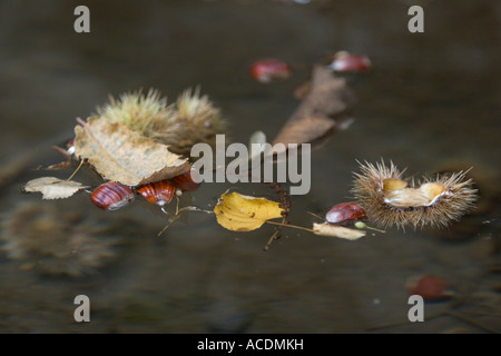 Chestnuts floating on water, Italy Stock Photo