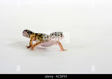 Leopard Gecko Eublepharis macularis Stock Photo