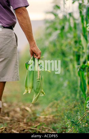 A man harvesting fresh corn on the cob. Stock Photo