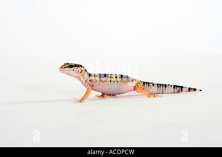 Leopard Gecko Eublepharis macularis Stock Photo