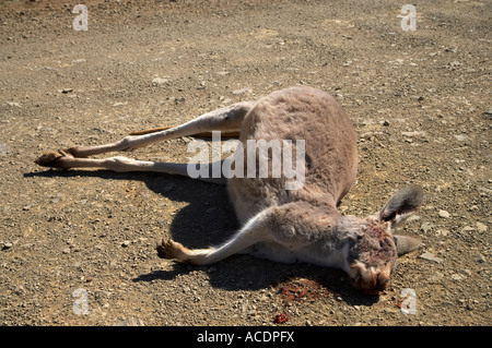 Dead Kangaroo roadkill Flinders Ranges South Australia Australia Stock Photo