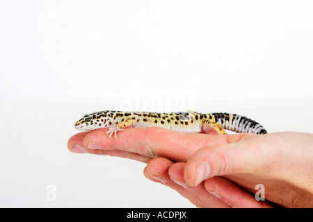 Leopard Gecko Eublepharis macularis Stock Photo