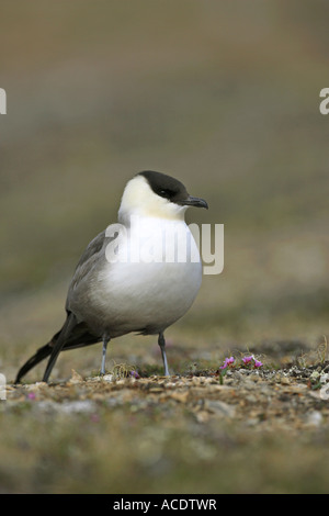 Long Tailed Skua Stercorarius longicaudus standing on the Arctic Tundra in North Spitsbergen The Arctic Stock Photo