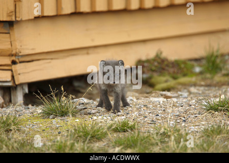 Arctic Fox Alopex lagopus cub in North Spitsbergen The Arctic with eye contact Stock Photo