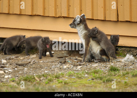 Arctic Fox Alopex lagopus with tags in her ears for research with her family of cubs in North Spitsbergen The Arctic Stock Photo