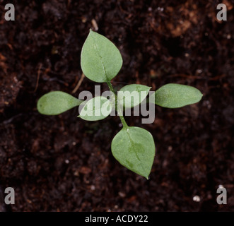 Close up of chickweed seedling with second pair of true leaves on soil background Stock Photo