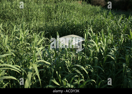 Car in the reed near the water. The driver have gone off the road just before the bridge and left it. Platanias, Crete, Greece. Stock Photo