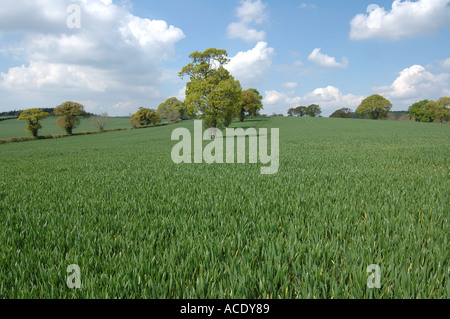 Immature wheat crop at about stage 32 with oak trees in spring foliage on a fine day in May Devon Stock Photo
