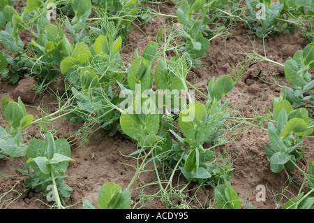 Young pea crop Pisum sativum in spring with strong leaves and tendrils Stock Photo