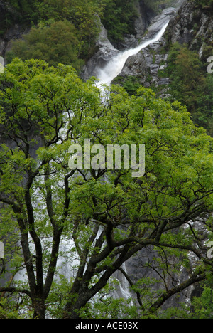 Tree in front of waterfall, Aber Falls, Snowdonia National Park, Gwynedd, North Wales, Great Britain Stock Photo