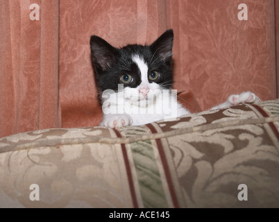 Cute Black and white Kitten climbing up back of chair Stock Photo