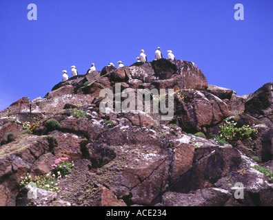dh Puffins ISLE OF MAY FIFE Puffins Fratercula arctica on island puffin cliff uk scotland seabird colony cliffs Stock Photo
