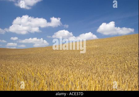 Prairie agriculture views of ripe wheat fields in Manitoba Canada Stock Photo