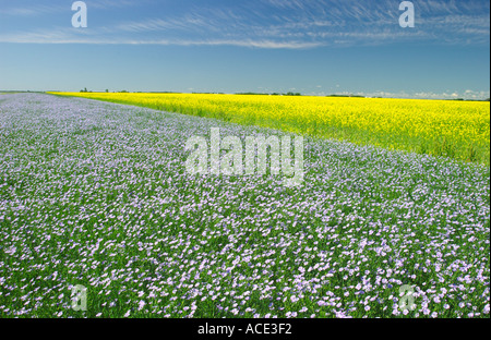 Blooming flax and canola crop in the agricultural regions of Manitoba Canada