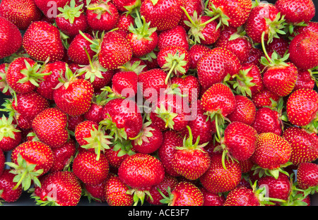 A full frame close up view of freshly picked strawberries grown in Manitoba Canada Stock Photo