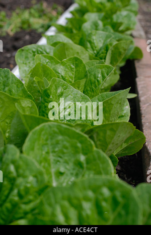 Lettuce Stock Photo