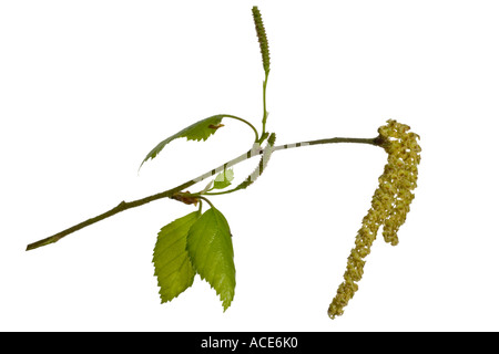 Siver Birch male female catkins on same tree Surrey England May Stock Photo