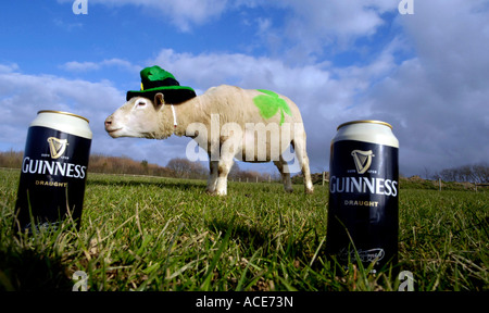a sheep with a shamrock on its back with a can of guiness ale on St Patrick s day, Devon Stock Photo